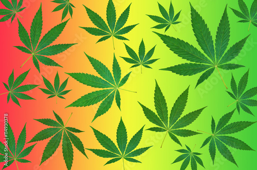 Cannabis leaves on colorful background pattern