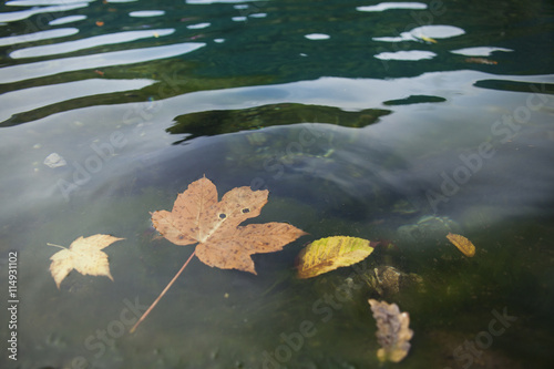 Autumn leaves floating