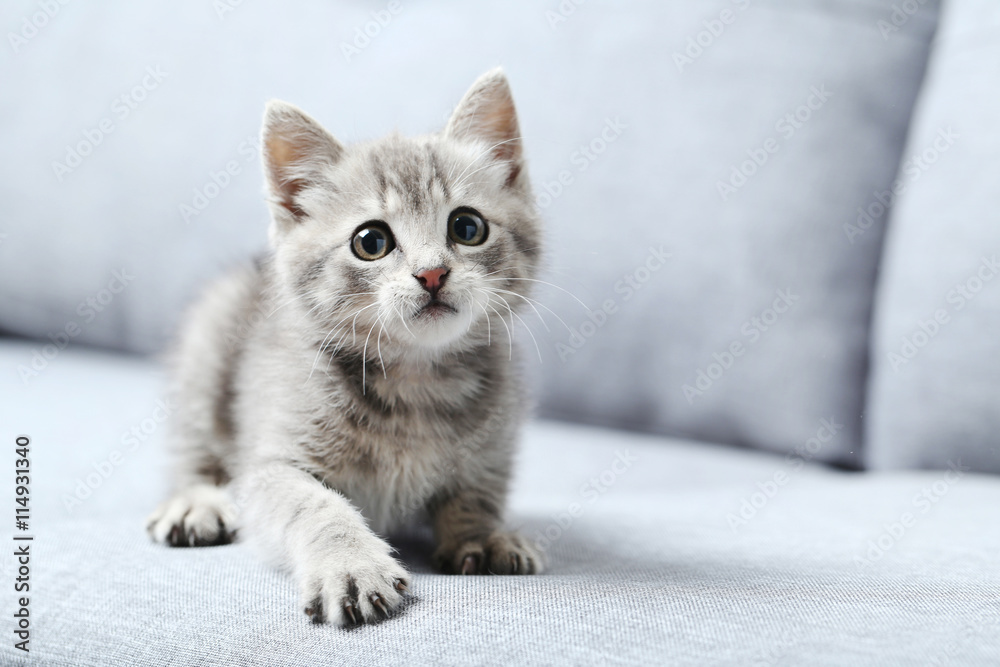 Beautiful little cat on a grey sofa - obrazy, fototapety, plakaty 