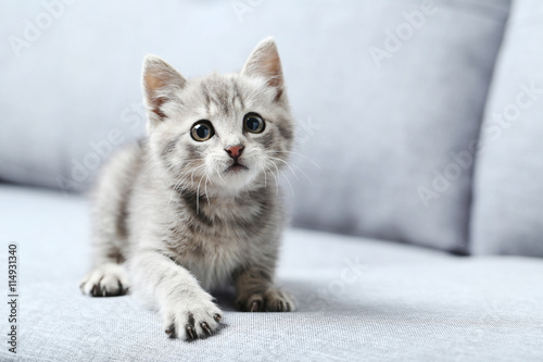 Photo Beautiful little cat on a grey sofa