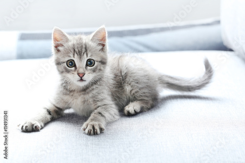 Fototapeta Beautiful little cat on a grey sofa