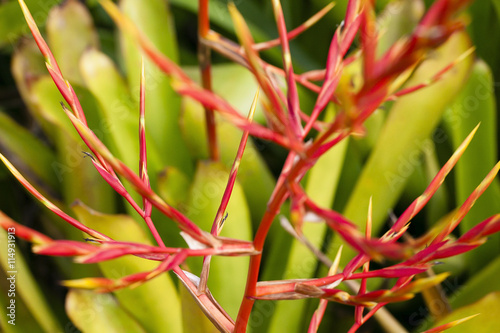 Closeup of an ornamental bromeliad in Brazil