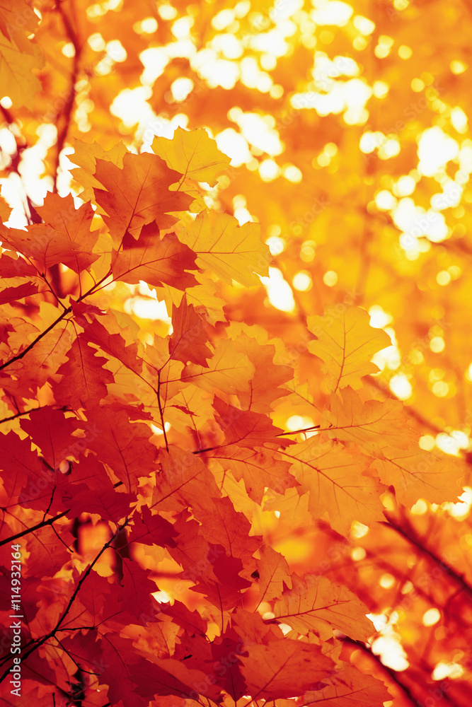 Leaves on the branches in the autumn forest. Leaves on the branches in the autumn forest.