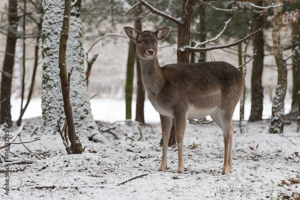 fallow deer in winter forest fallow deer in winter forest