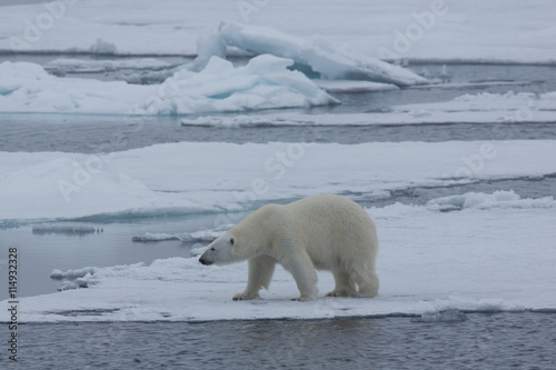 Eisbär, Eisbären, Packeis, Eis, Spitzbergen, Artik, Polarkreis, Nordpol, Norwegen, Tier, Säugetier, Wasser