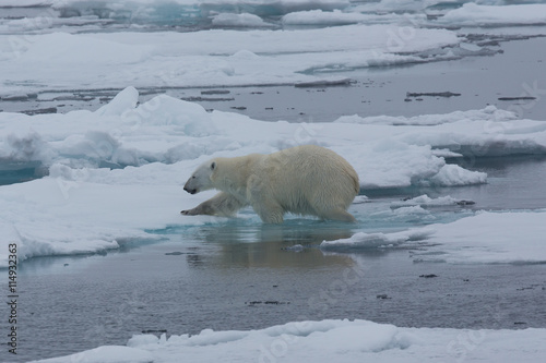 Eisbär, Eisbären, Packeis, Eis, Spitzbergen, Artik, Polarkreis, Nordpol, Norwegen, Tier, Säugetier, Wasser