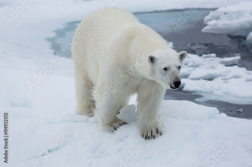 Eisbär, Eisbären, Packeis, Eis, Spitzbergen, Artik, Polarkreis, Nordpol, Norwegen, Tier, Säugetier, Wasser