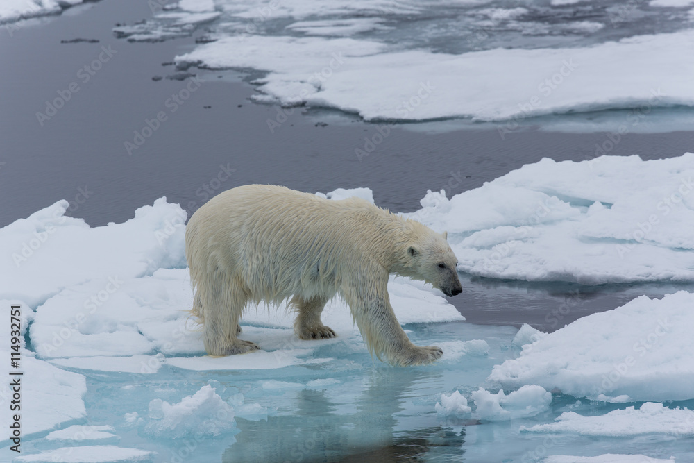 Eisbär, Eisbären, Packeis, Eis, Spitzbergen, Artik, Polarkreis, Nordpol, Norwegen, Tier, Säugetier, Wasser Eisbär, Eisbären, Packeis, Eis, Spitzbergen, Artik, Polarkreis, Nordpol, Norwegen, Tier, Säugetier, Wasser
