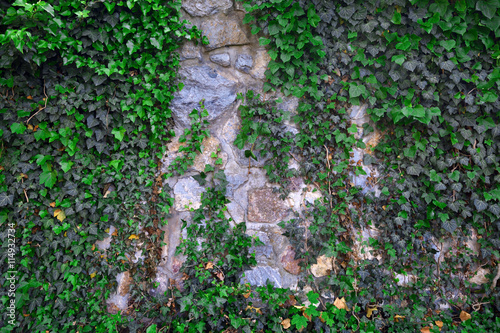 Old stone wall covered by green ivy leaves © grondetphoto