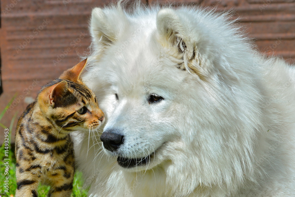Obraz premium Chien et chat, chien samoyède et chat de Bengale
