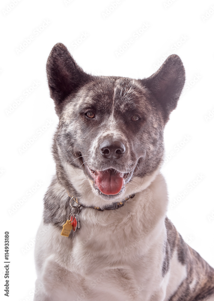 Brindle Akita dog looking at camera isolated on white Brindle Akita dog looking at camera isolated on white