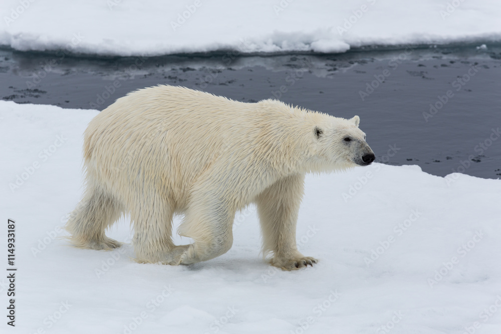 Eisbär, Eisbären, Packeis, Eis, Spitzbergen, Artik, Polarkreis, Nordpol, Norwegen, Tier, Säugetier, Wasser Eisbär, Eisbären, Packeis, Eis, Spitzbergen, Artik, Polarkreis, Nordpol, Norwegen, Tier, Säugetier, Wasser