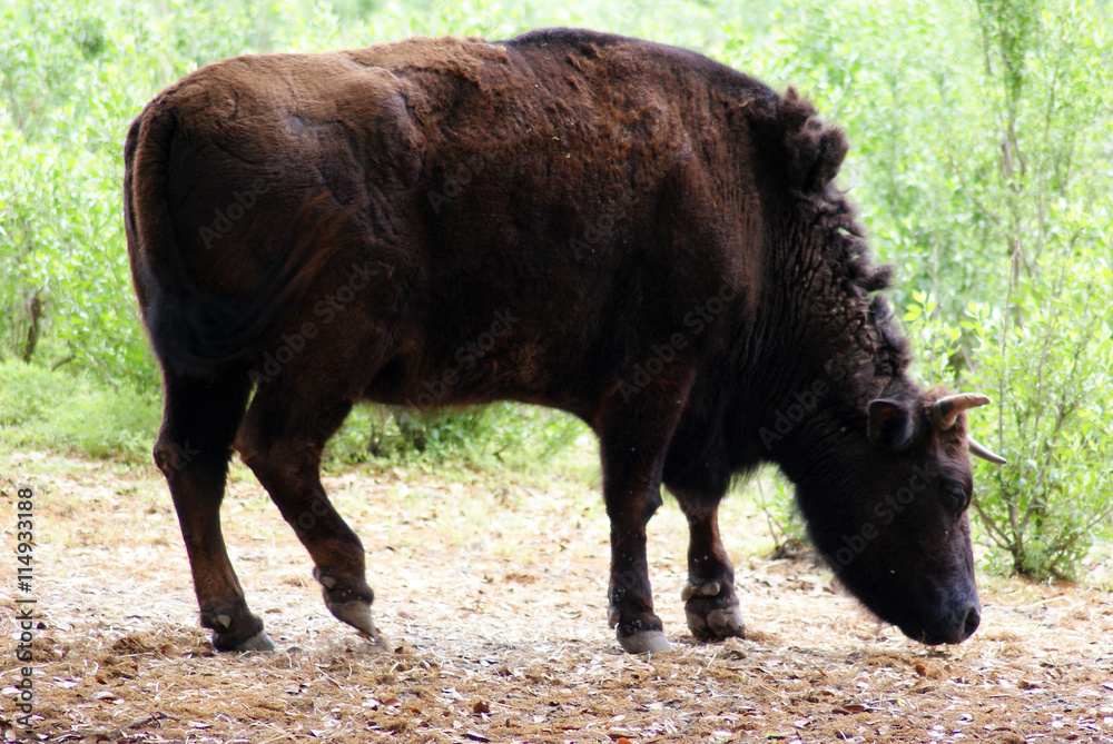 Buffalo Buffalo