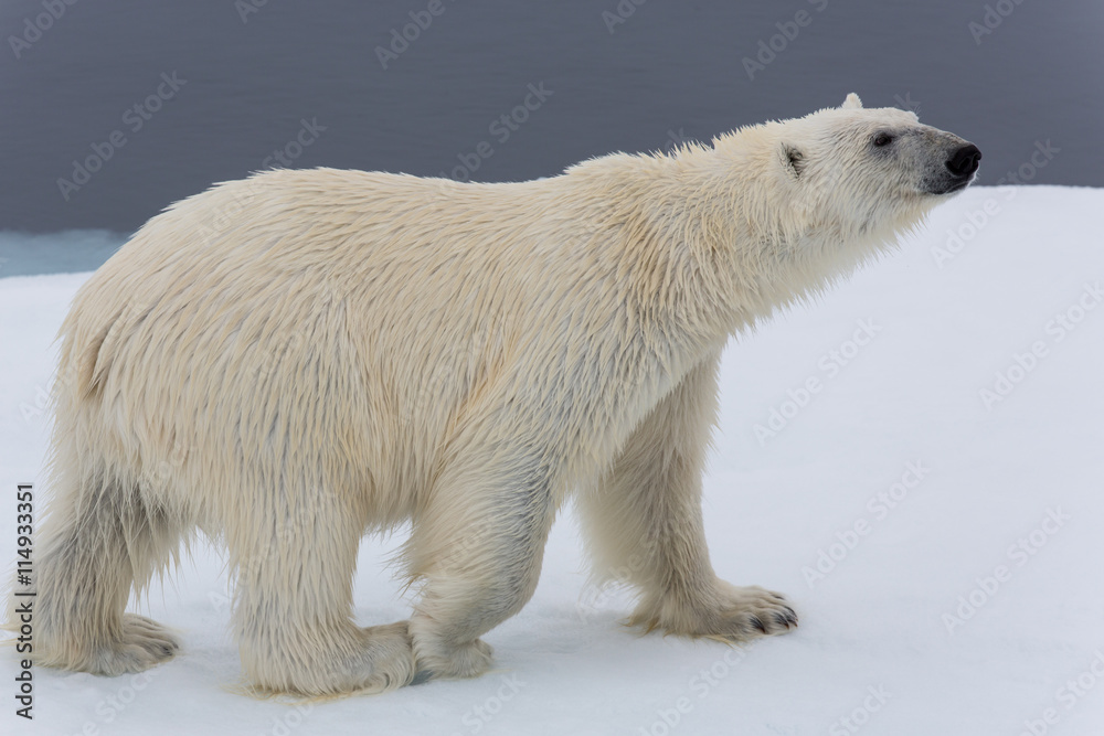 Eisbär, Eisbären, Packeis, Eis, Spitzbergen, Norwegen, Tier, Säugetier, Wasser Eisbär, Eisbären, Packeis, Eis, Spitzbergen, Norwegen, Tier, Säugetier, Wasser