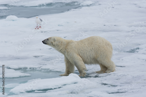 Eisbär, Eisbären, Packeis, Eis, Spitzbergen, Norwegen, Tier, Säugetier, Wasser