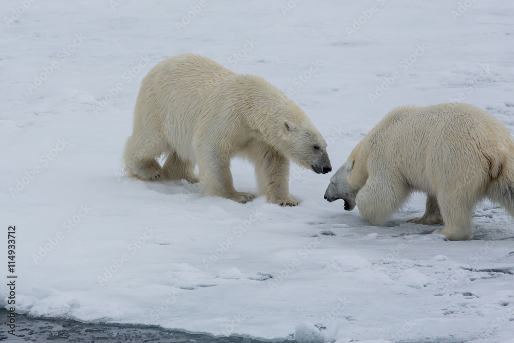 Eisbär, Eisbären, Packeis, Eis, Spitzbergen, Norwegen, Tier, Säugetier, Wasser Eisbär, Eisbären, Packeis, Eis, Spitzbergen, Norwegen, Tier, Säugetier, Wasser