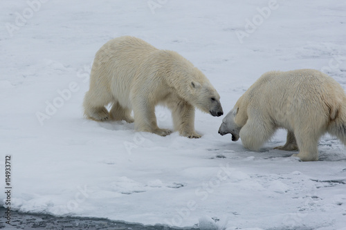 Eisbär, Eisbären, Packeis, Eis, Spitzbergen, Norwegen, Tier, Säugetier, Wasser © ThoPics