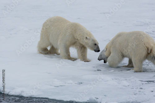 Eisbär, Eisbären, Packeis, Eis, Spitzbergen, Norwegen, Tier, Säugetier, Wasser