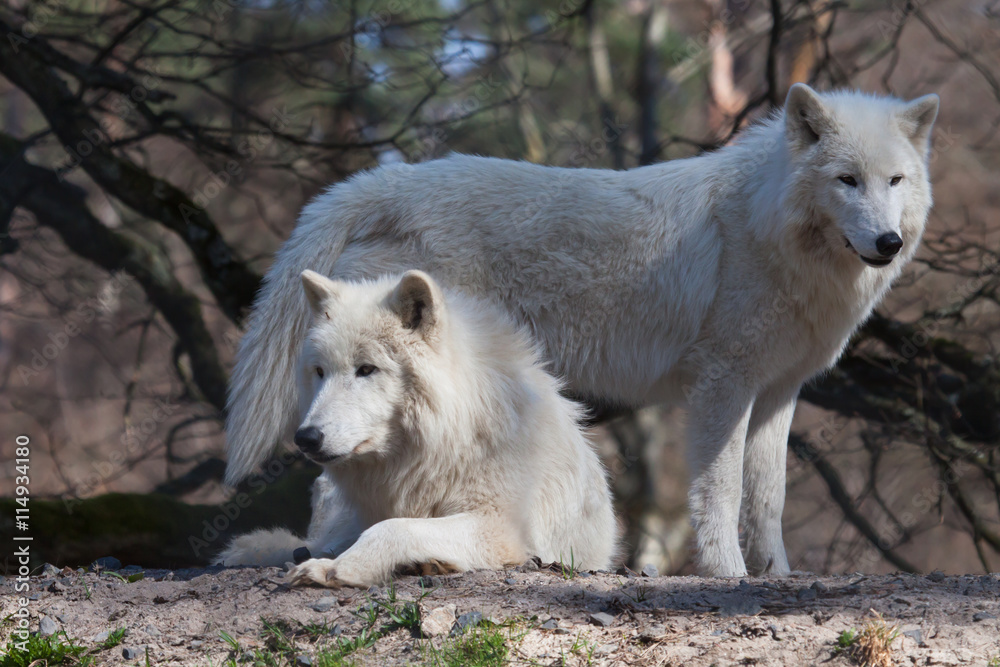 Naklejka premium two arctic wolf