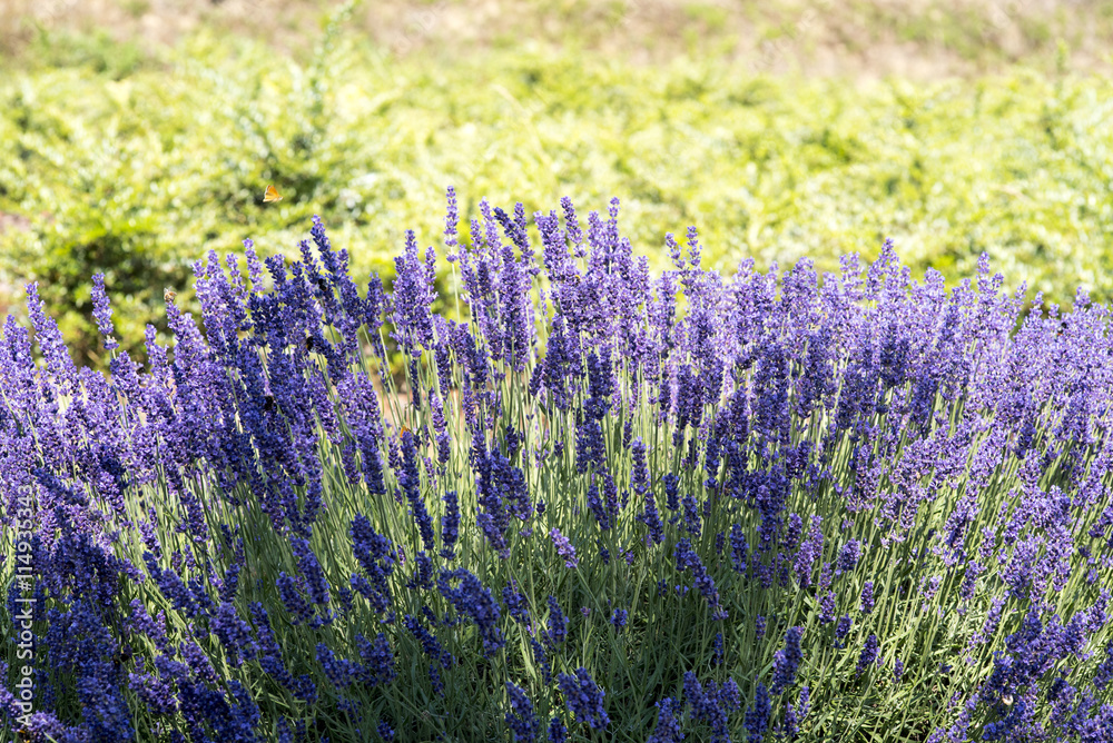Obraz premium bushes of lavender field