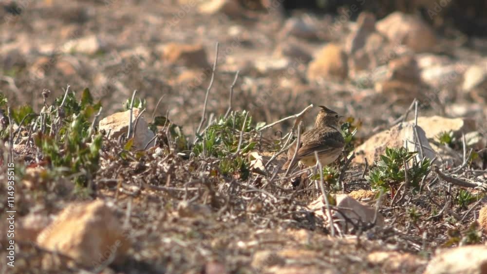 Thekla lark or crested lark bird is looking for food on dry stony ground full of stones in Morocco, North Africa Thekla lark or crested lark bird is looking for food on dry stony ground full of stones in Morocco, North Africa
