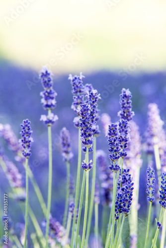 bushes of lavender field