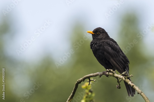 A male european Blackbird (turdus merula) singing in a tree with on a clear, sunny day in Spring season.
