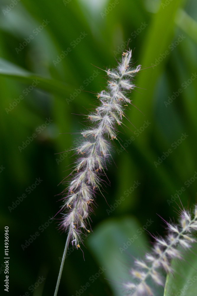 Pennisetum orientale Pennisetum orientale