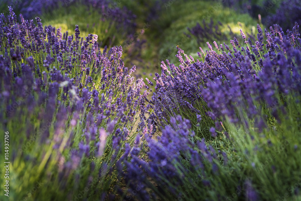 Obraz premium Field of lavender, Poland.