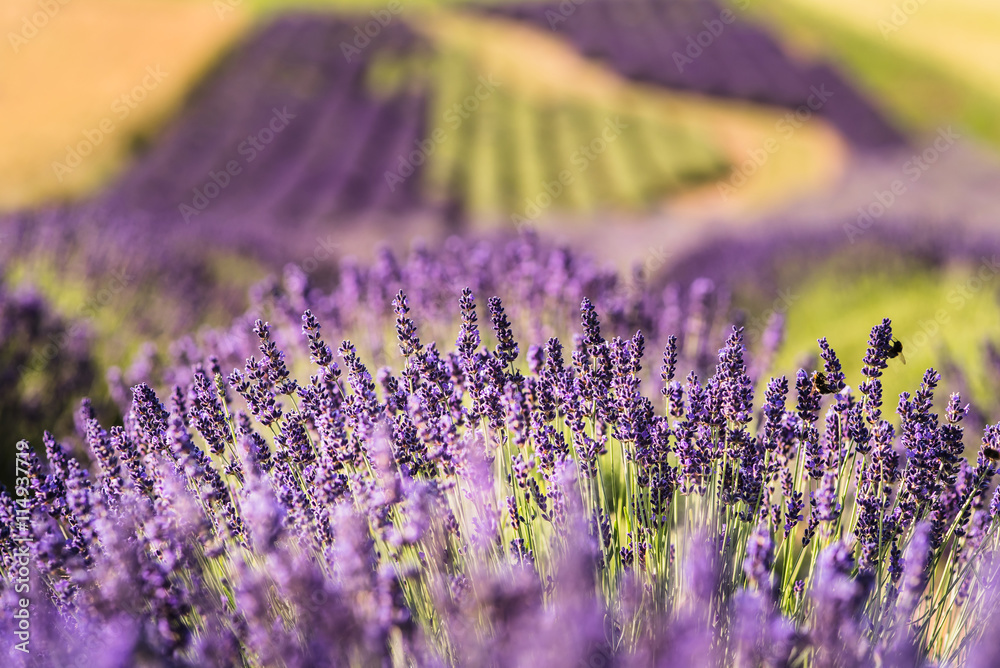 Obraz premium Field of lavender, Poland.