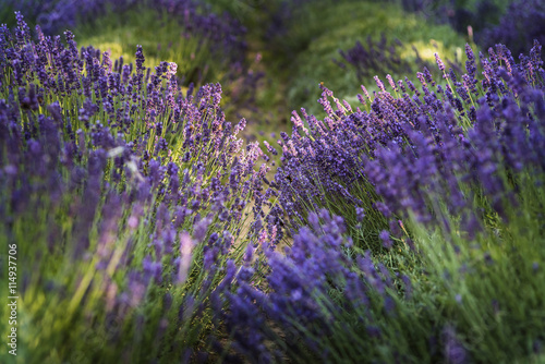 Field of lavender  Poland.