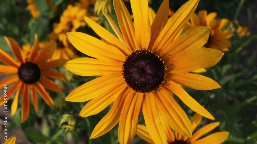 Yellow rudbeckia or Black Eyed Susan flowers in the garden Yellow rudbeckia or Black Eyed Susan flowers in the garden