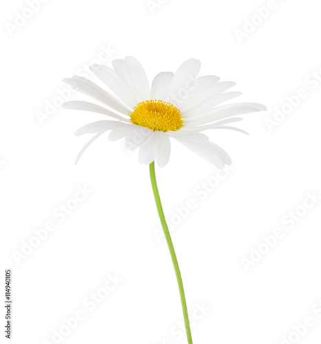 Daisy chamomile flower