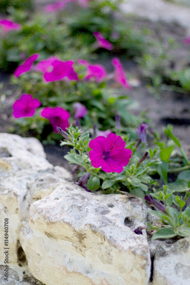 Flowers in the garden on a bed, pink petunias. Selective focus.