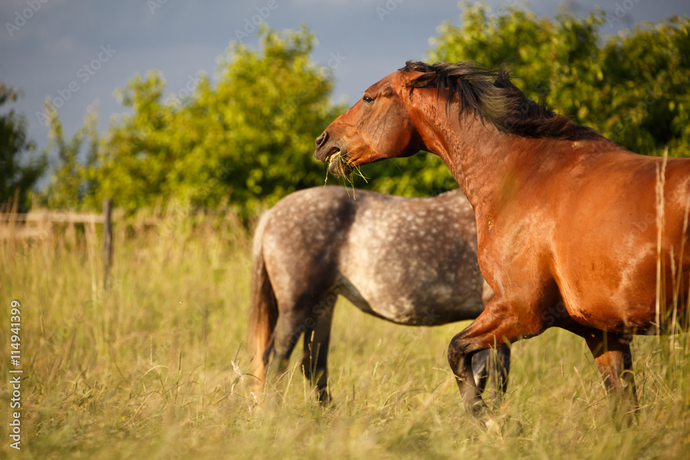 Fototapeta premium Drohender Brauner