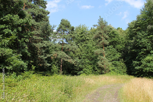 forest and meadow with a path in summer