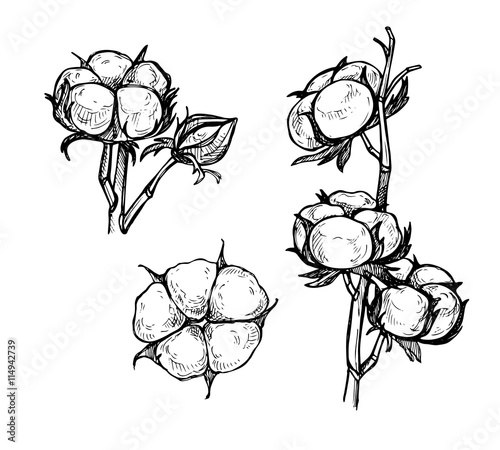 Hand drawn vector illustration - Set of cotton. Branch of cotton