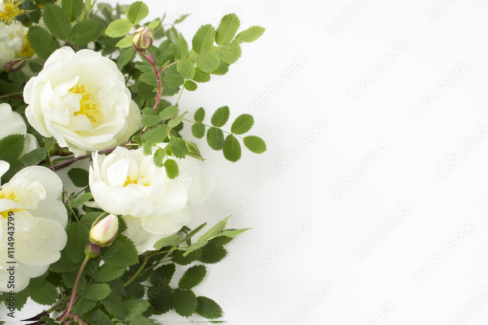 Fototapeta premium Bush of white roses