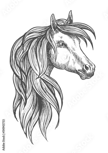 Cavalry morgan horse sketch symbol photo