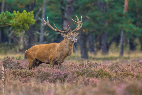 Strong male Red deer in field of Heather