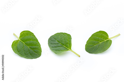Mint leaves isolated on white background.