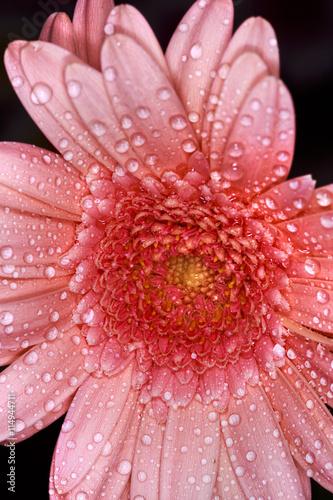 Chrysanthemum blossom close up