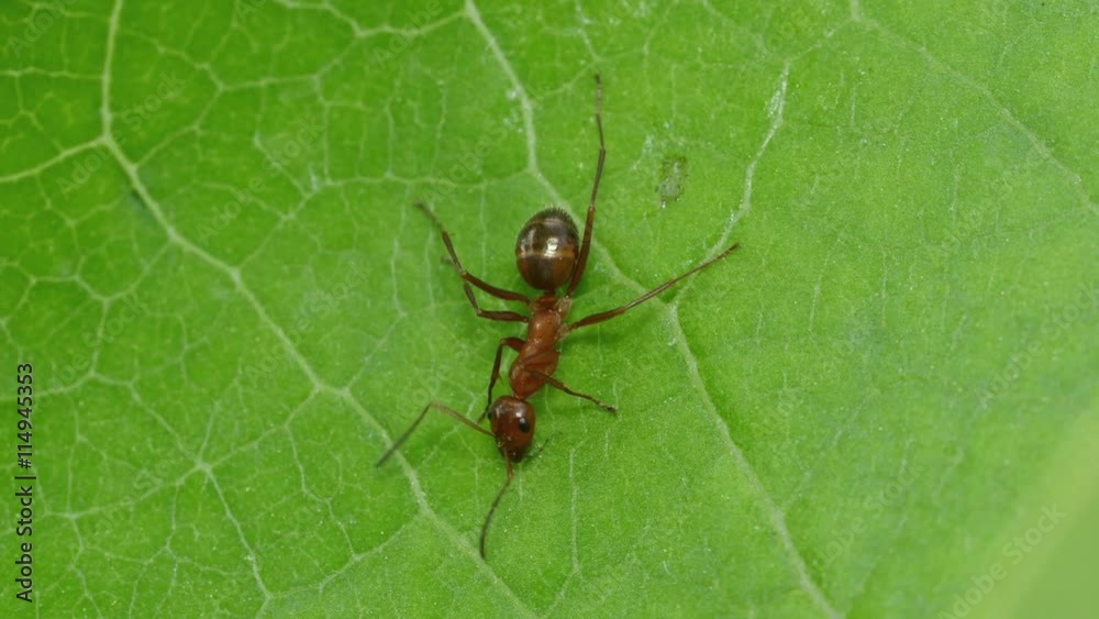 4K Ant (Formica incerta) Worker 1 4K Ant (Formica incerta) Worker 1