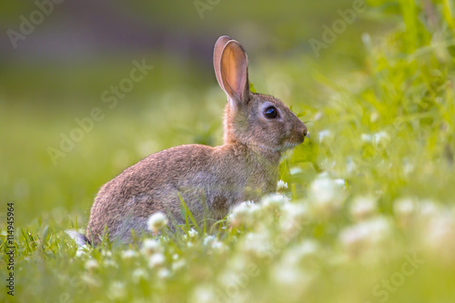 Wild European rabbit in grass