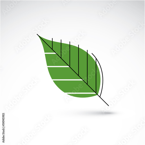 Vector illustration of green beech leaf isolated on white backgr