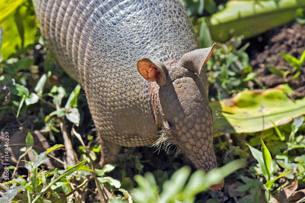 Armadillo searching for food in the field Armadillo searching for food in the field