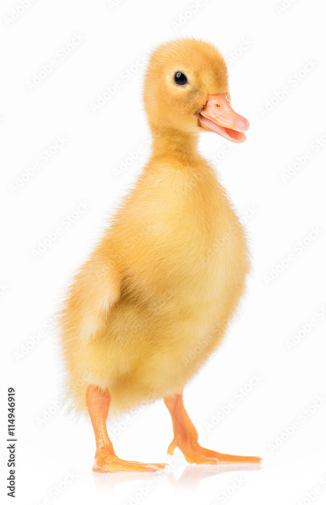 Cute domestic duckling, isolated on white background Cute domestic duckling, isolated on white background