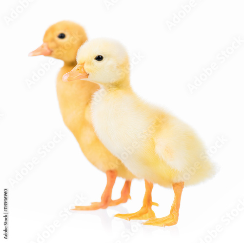 Cute domestic duckling  isolated on white background