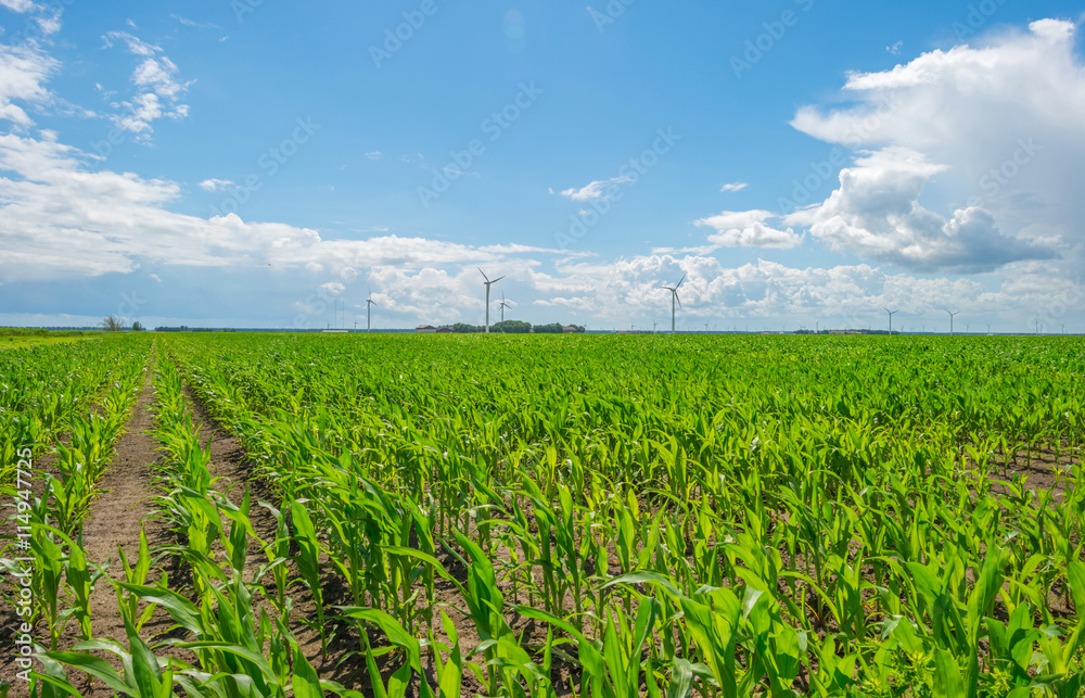 Field with corn in summer