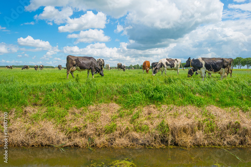 Cows in a green meadow in summer © Naj